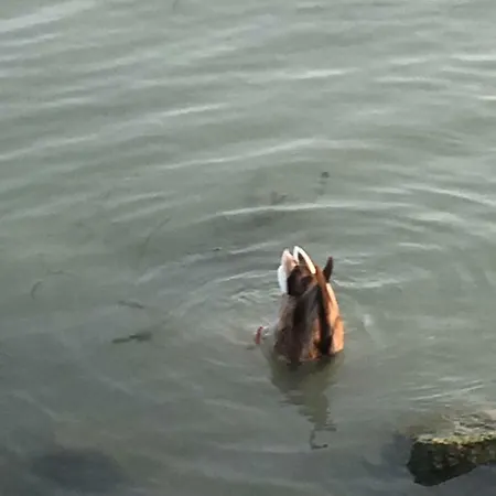 Andre & Moni Balatongyörök