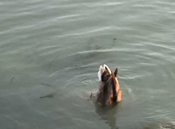 Andre & Moni Balatongyörök